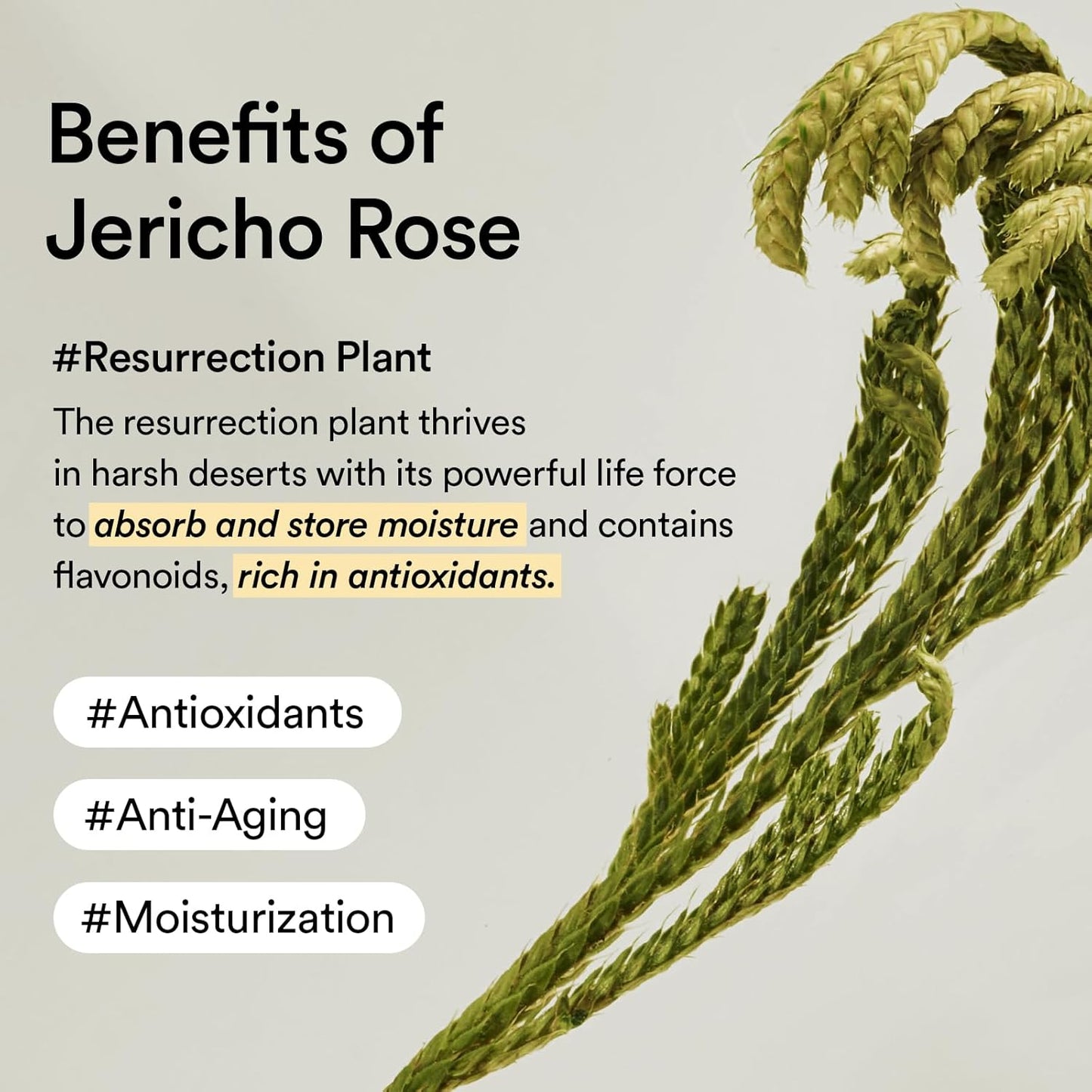 ABIB Jericho Rose Cream Nutrition Tube 75ml